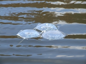 floatingsiphonophoratwo300.jpg