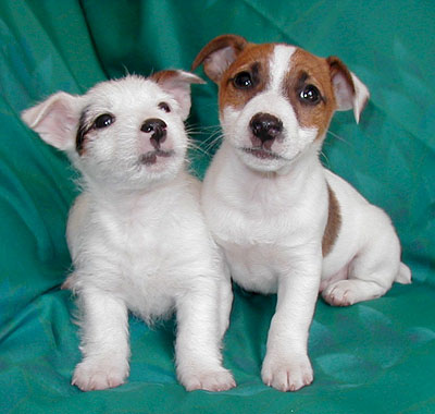  Puppies on Digital Puppies On Bannerblog News